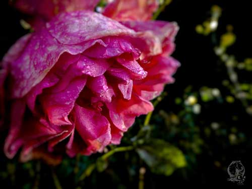 Rose im Garten in Szene gesetzt durch Regentropfen