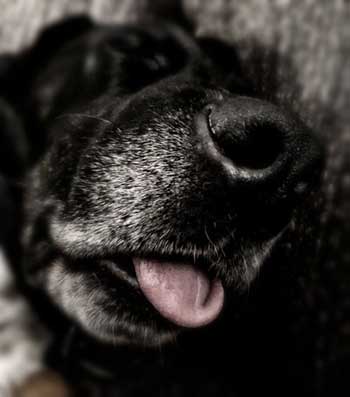 Schafender Hund mit herausgestreckter Zunge